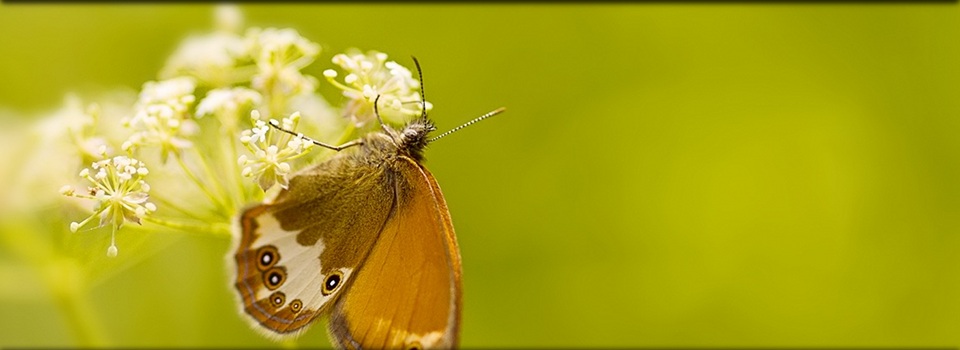 Ein Bild zum Thema Schmetterlinge