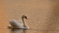 Ein Schwan