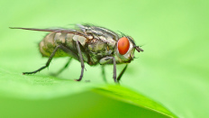 Die Fliege mit den roten Augen