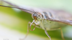 Tropischer Schmetterling