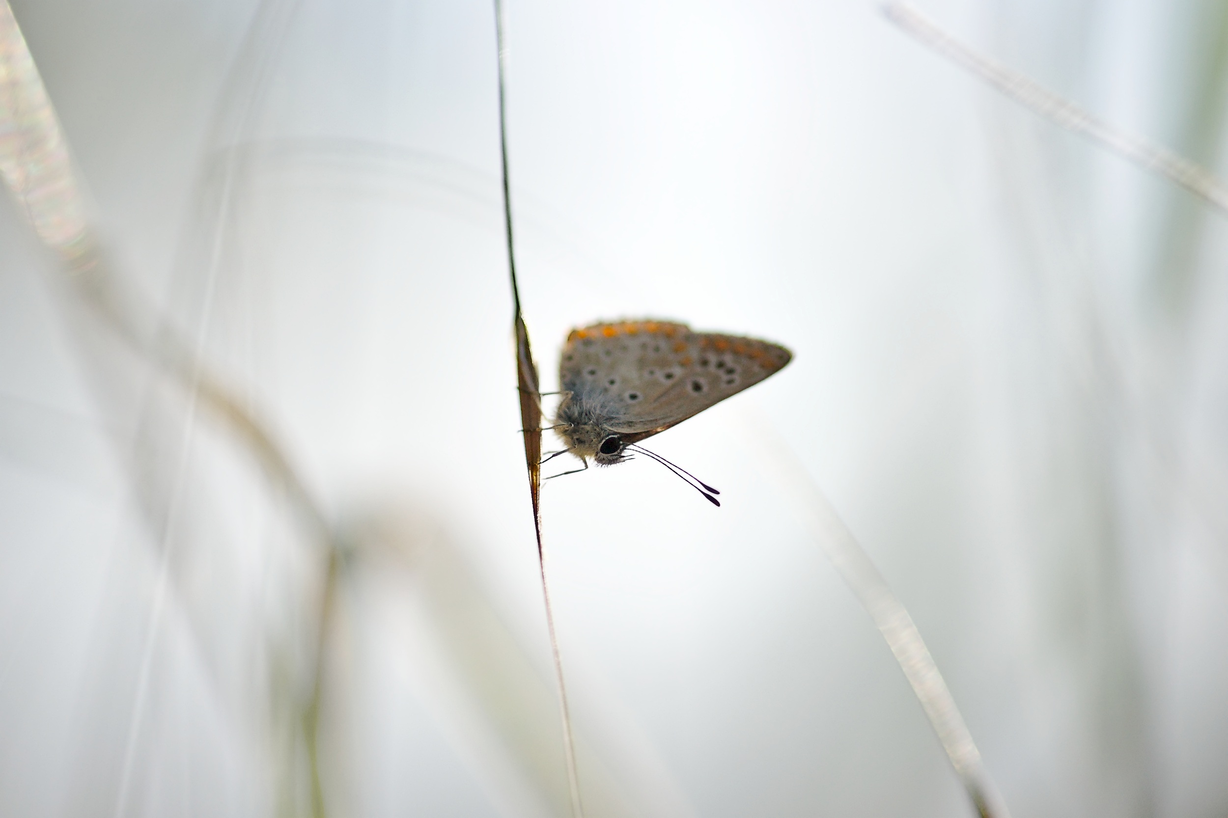 ein Bläuling auf einem Grashalm sitzend
