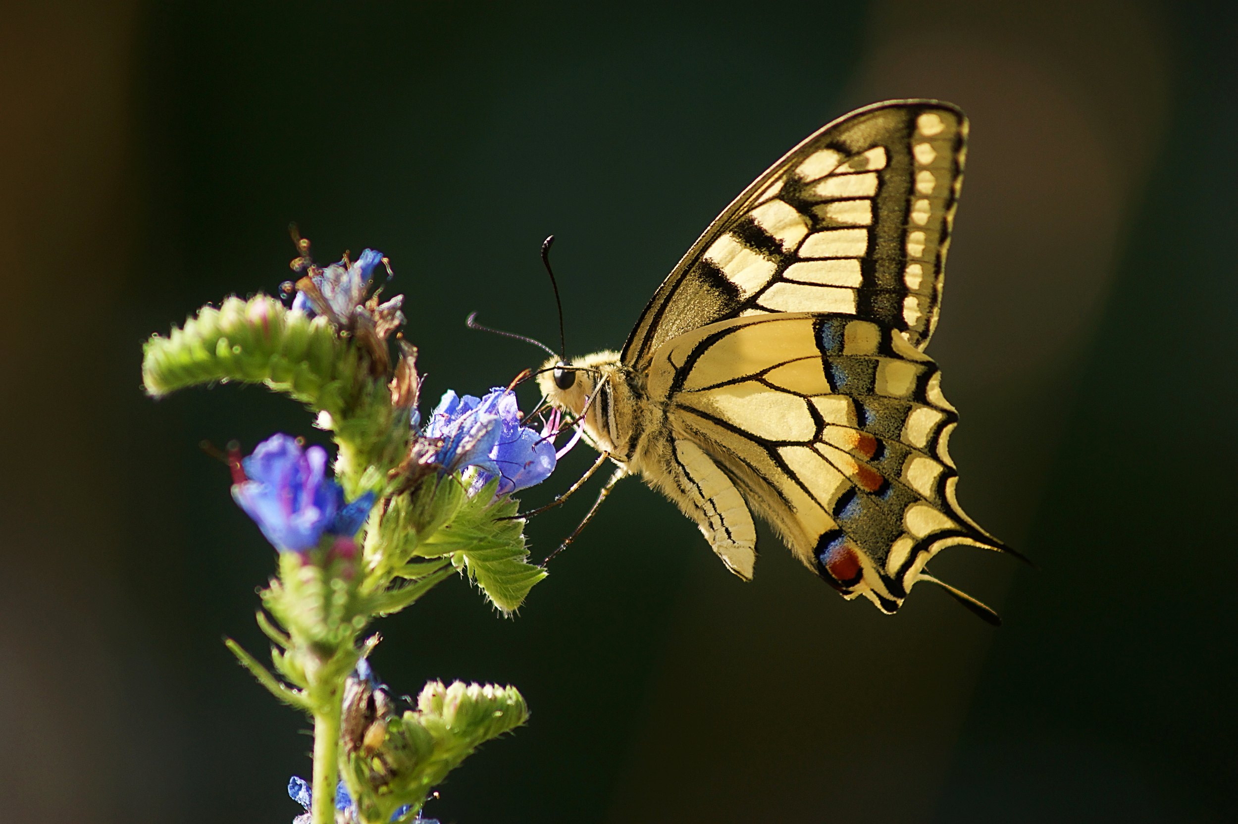 ein wunderschöner Schwalbenschwanz