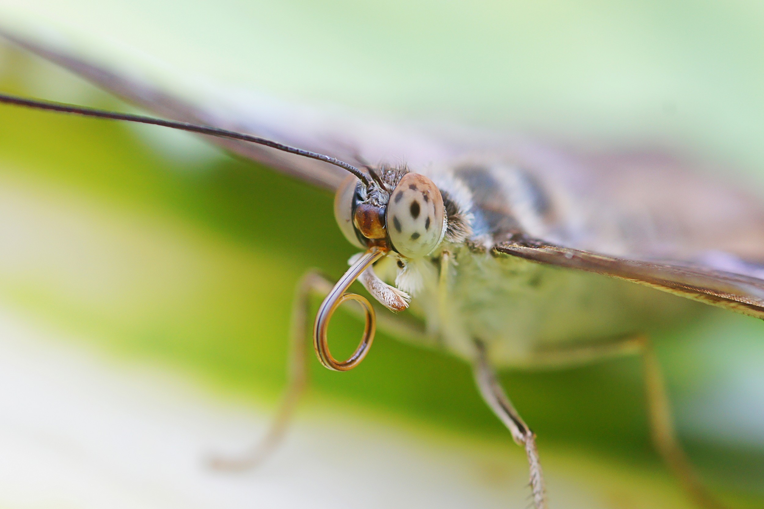 Tropenfalter im Schmetterlingshaus der EGA